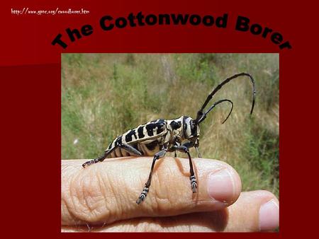 Describing the Cottonwood borer The Cottonwood borer is a small shiny black and white beetle. The Cottonwood borer.