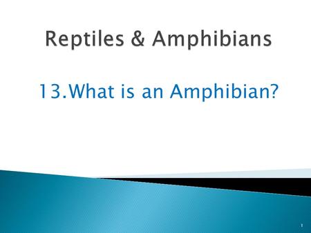 13.What is an Amphibian? 1. One group of vertebrate animals is the amphibians 2 Vocabulary: amphibians A cold-blooded vertebrate animal that lays eggs.