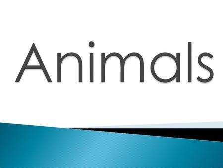 Scientists observe how animals are the same and different. They put animals that are the same into groups. These groups of animals are: ◦ Mammals ◦ Reptiles.