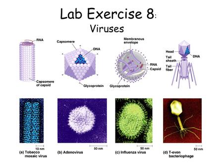 Lab Exercise 8 : Viruses. Station 1. Tobacco Mosaic Virus.