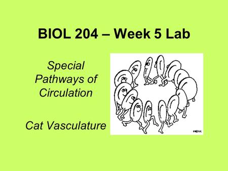 Special Pathways of Circulation Cat Vasculature