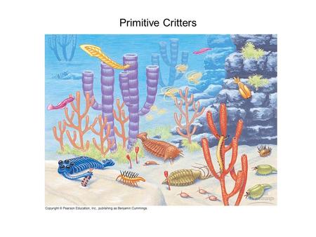 Primitive Critters. Porifera Porifera - Body Plan.