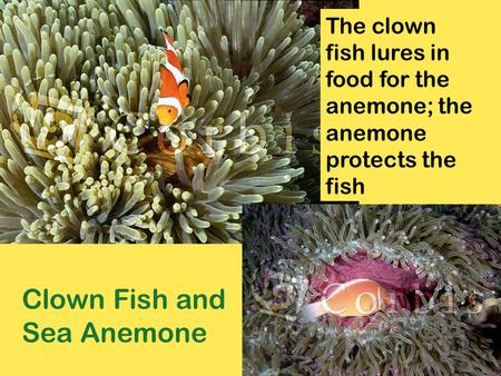 Clown Fish and Sea Anemone The clown fish lures in food for the anemone; the anemone protects the fish.