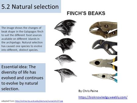 Essential idea: The diversity of life has evolved and continues to evolve by natural selection. By Chris Paine https://bioknowledgy.weebly.com/ The image.