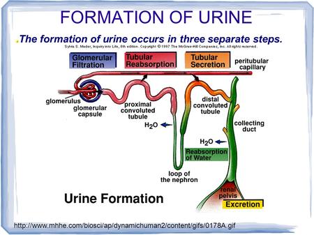 FORMATION OF URINE The formation of urine occurs in three separate steps.