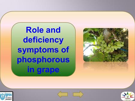 Role and deficiency symptoms of phosphorous in grape.