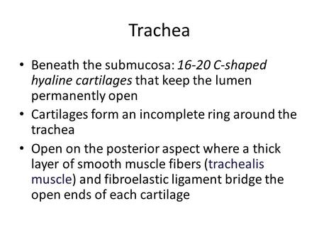 Trachea Beneath the submucosa: 16-20 C-shaped hyaline cartilages that keep the lumen permanently open Cartilages form an incomplete ring around the trachea.