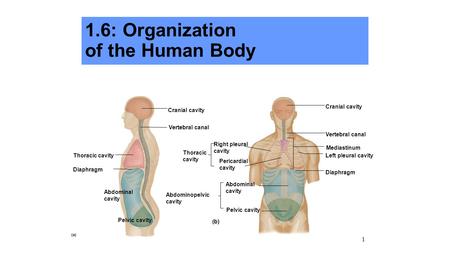 1.6: Organization of the Human Body