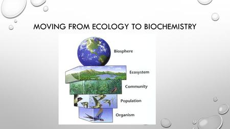 MOVING FROM ECOLOGY TO BIOCHEMISTRY. BIOCHEMISTRY LEVELS OF ORGANIZATION Organisms Organ Systems OrgansTissues CellsMoleculesAtoms Subatomic Particles.