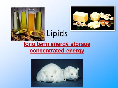 Lipids long term energy storage concentrated energy.