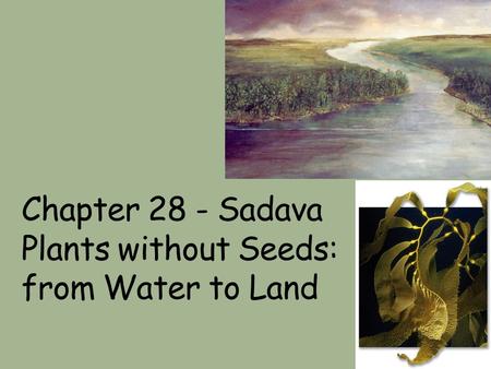 Chapter 28 - Sadava Plants without Seeds: from Water to Land