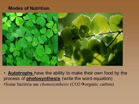 Modes of Nutrition Autotrophs have the ability to make their own food by the process of photosynthesis (write the word equation) Some bacteria use chemosynthesis.