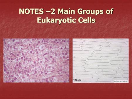 NOTES –2 Main Groups of Eukaryotic Cells. All eukaryotic cells have a… cell membrane, cytoplasm, and DNA in a nucleus (and ribosomes too)