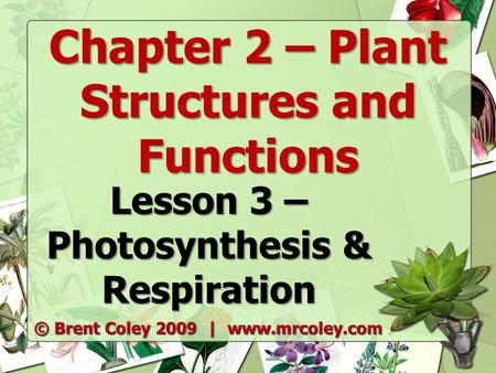 Chapter 2 – Plant Structures and Functions Lesson 3 – Photosynthesis & Respiration © Brent Coley 2009 | www.mrcoley.com.