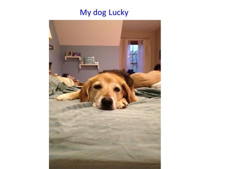 My dog Lucky. Quiz #2 covering “The Hidden Genetic Code”, Sci. Am. 1. What is the hidden Genetic code? Why is it hidden? Why genetic? 2. How is it subject.