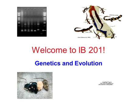 Welcome to IB 201! Genetics and Evolution. Instructors Teaching Assistants Moni Berg Karen Cavey Casey Funderburk Beth Ruedi Lecture Dr. Kim Hughes (Genetics)