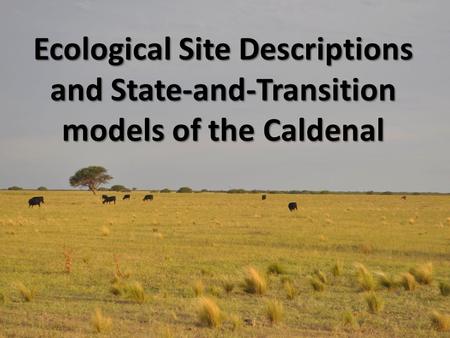 Ecological Site Descriptions and State-and-Transition models of the Caldenal.