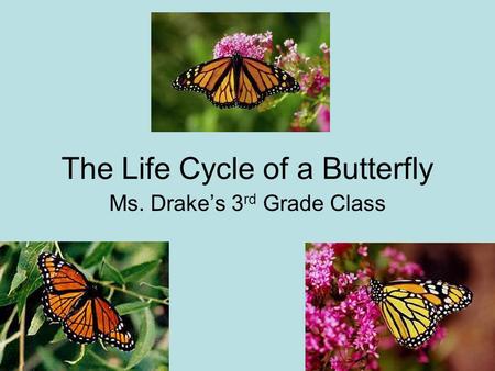 The Life Cycle of a Butterfly