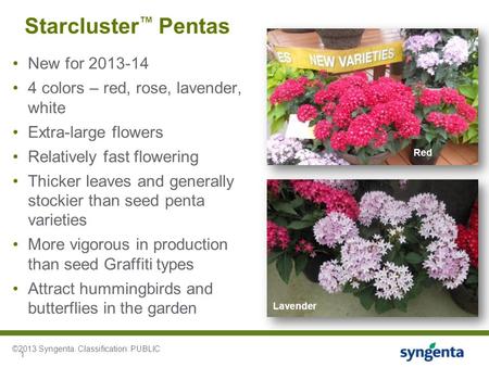 1 Starcluster ™ Pentas New for 2013-14 4 colors – red, rose, lavender, white Extra-large flowers Relatively fast flowering Thicker leaves and generally.