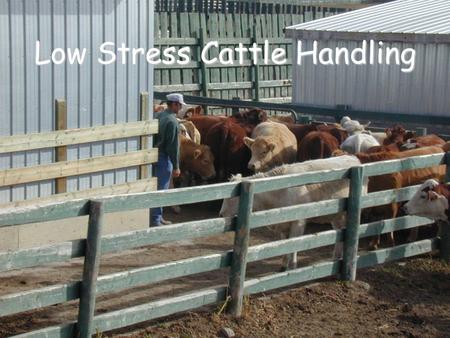 Low Stress Cattle Handling. Outline Understanding cattle behaviour Moving cattle Special hazards A word about bulls Livestock facilities.