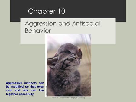 Aggression and Antisocial Behavior