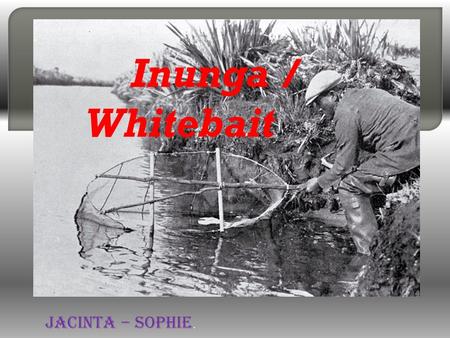 Inunga / Whitebait   JACINTA – SOPHIE..