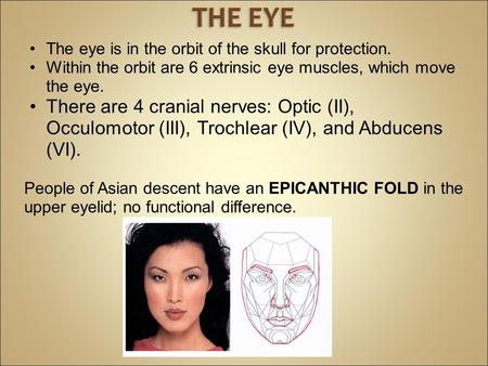 The eye is in the orbit of the skull for protection. Within the orbit are 6 extrinsic eye muscles, which move the eye. There are 4 cranial nerves: Optic.