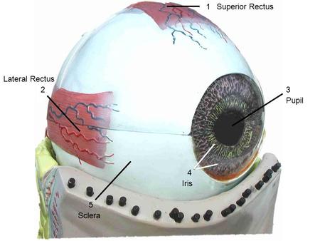 1 Superior Rectus Lateral Rectus 2 3 Pupil 4 Iris 5 Sclera.