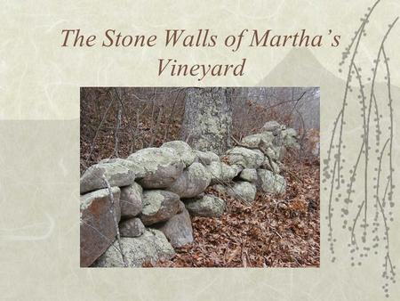 The Stone Walls of Martha’s Vineyard. Key points:  Made of glacial erratics.  Needed to remove them from fields anyway. Why?  Better than wood fences.