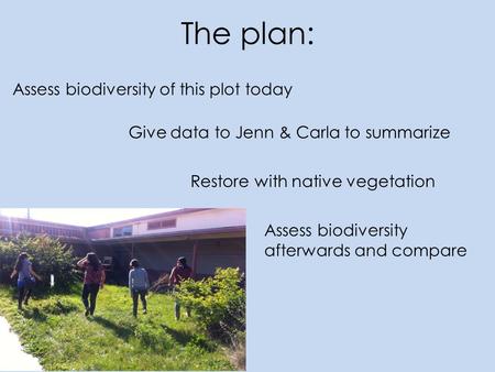 The plan: Assess biodiversity of this plot today Give data to Jenn & Carla to summarize Restore with native vegetation Assess biodiversity afterwards and.