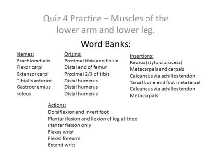 Quiz 4 Practice – Muscles of the lower arm and lower leg. Word Banks: