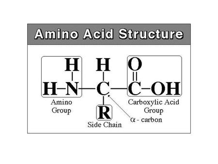 Peptide Bond Formation Walk the Dogma RECALL: The 4 types of organic molecules… CARBOHYDRATES LIPIDS PROTEINS (amino acid chains) NUCLEIC ACIDS (DNA.