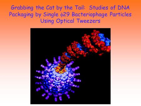 Grabbing the Cat by the Tail: Studies of DNA Packaging by Single f29 Bacteriophage Particles Using Optical Tweezers Many biological processes often involve.