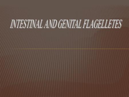  Giardia lamblia (pathogenic)- small intestine.  Trichomonas vaginalis (pathogenic)- occurs in reproductive and urinary system of people.  Trichomonas.