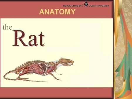 ANATOMY. Abdominal Cavity Thoracic Cavity Reproductive System.