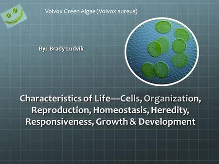 Characteristics of Life—Cells, Organization, Reproduction, Homeostasis, Heredity, Responsiveness, Growth & Development By: Brady Ludvik Volvox Green Algae.