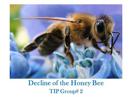 Decline of the Honey Bee TIP Group# 2. Facts About the Honey Bee Communicate the location, distance and source of nectar or pollen using dance. Every.