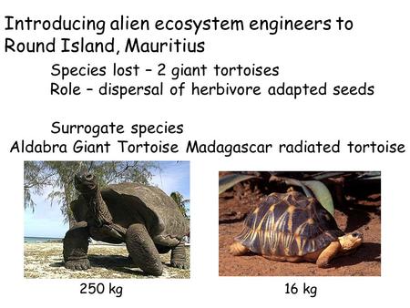 Introducing alien ecosystem engineers to Round Island, Mauritius Species lost – 2 giant tortoises Role – dispersal of herbivore adapted seeds Surrogate.