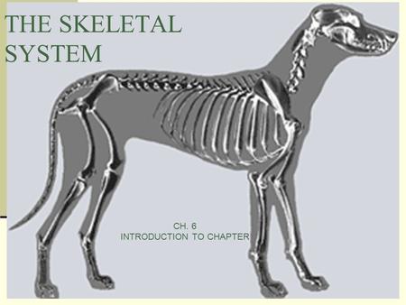 THE SKELETAL SYSTEM CH. 6 INTRODUCTION TO CHAPTER.