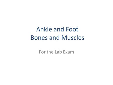 Ankle and Foot Bones and Muscles For the Lab Exam.