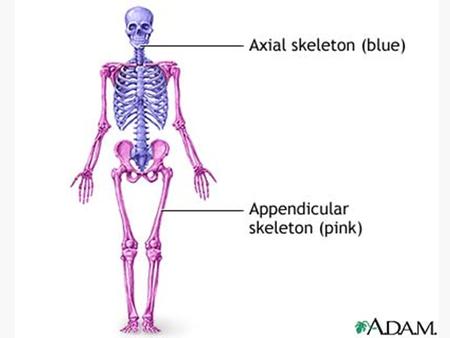 Helpful Tips for Learning Bones Do NOT learn bones based on size! EX: Just because a bone is big does not mean it is the femur! For bone quizzes check.