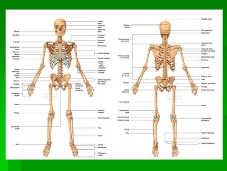 Left Hand – Anterior View Ulna Scaphoid bone Lunate bone Triquetrum bone Pisiform bone Carpals (proximal) Metacarpals Phalanges (Digits) Radius Hamate.