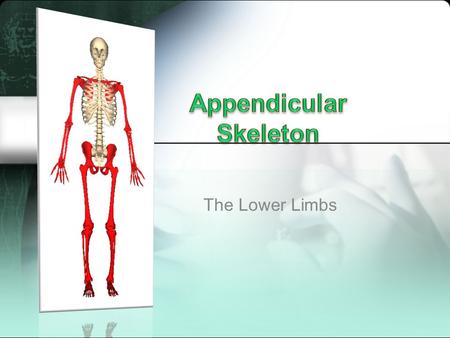 Appendicular Skeleton