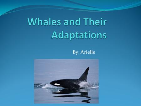 Whales and Their Adaptations