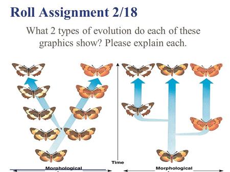 Roll Assignment 2/18 What 2 types of evolution do each of these graphics show? Please explain each. ____________________.