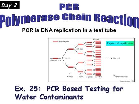 PCR is DNA replication in a test tube Ex. 25: PCR Based Testing for Water Contaminants Day 2.