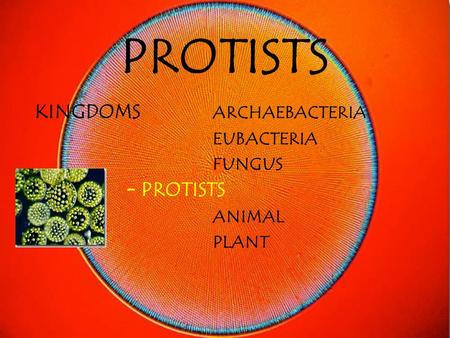 PROTISTS KINGDOMS ARCHAEBACTERIA EUBACTERIA FUNGUS – PROTISTS ANIMAL PLANT.