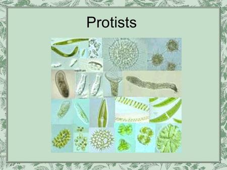 Protists.