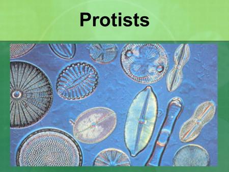 Protists.