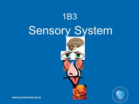 Www.juniorscience.ie 1B3 Sensory System. www.juniorscience.ie 1B3 Sensory System OB30locate the main parts of the eye on a model or diagram and describe.